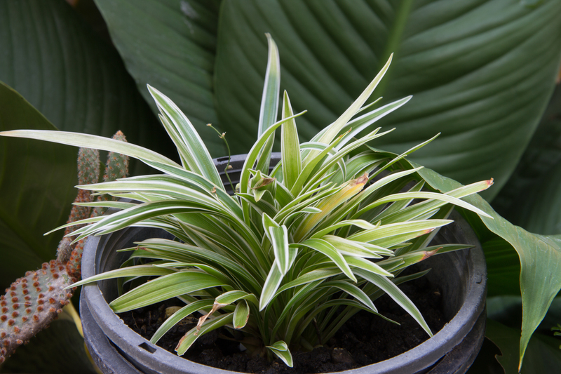 garden maintenance Garden