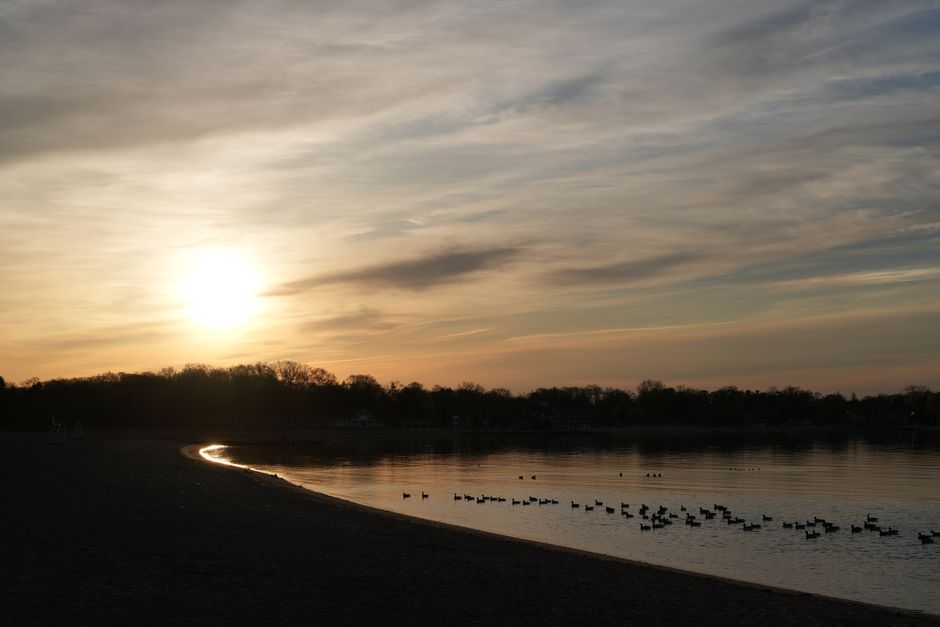 A serene lakeside scene at sunset, featuring a gently curving shoreline with wet, dark sand and calm water reflecting the warm, golden hues of the sky. In the distance, a line of ducks is floating on the water, while a silhouette of trees and shrubs borders the far side of the lake. The sky displays soft, wispy clouds and a bright, setting sun casting a subtle glow across the landscape. The environment appears tranquil and well-maintained, suggesting a natural space suitable for outdoor relaxation and birdwatching, with no visible gardening tools or landscaping features. This peaceful scene emphasizes the natural beauty of outdoor environments that Gardeners Gants Hill might appreciate in landscaping work or garden maintenance contexts.